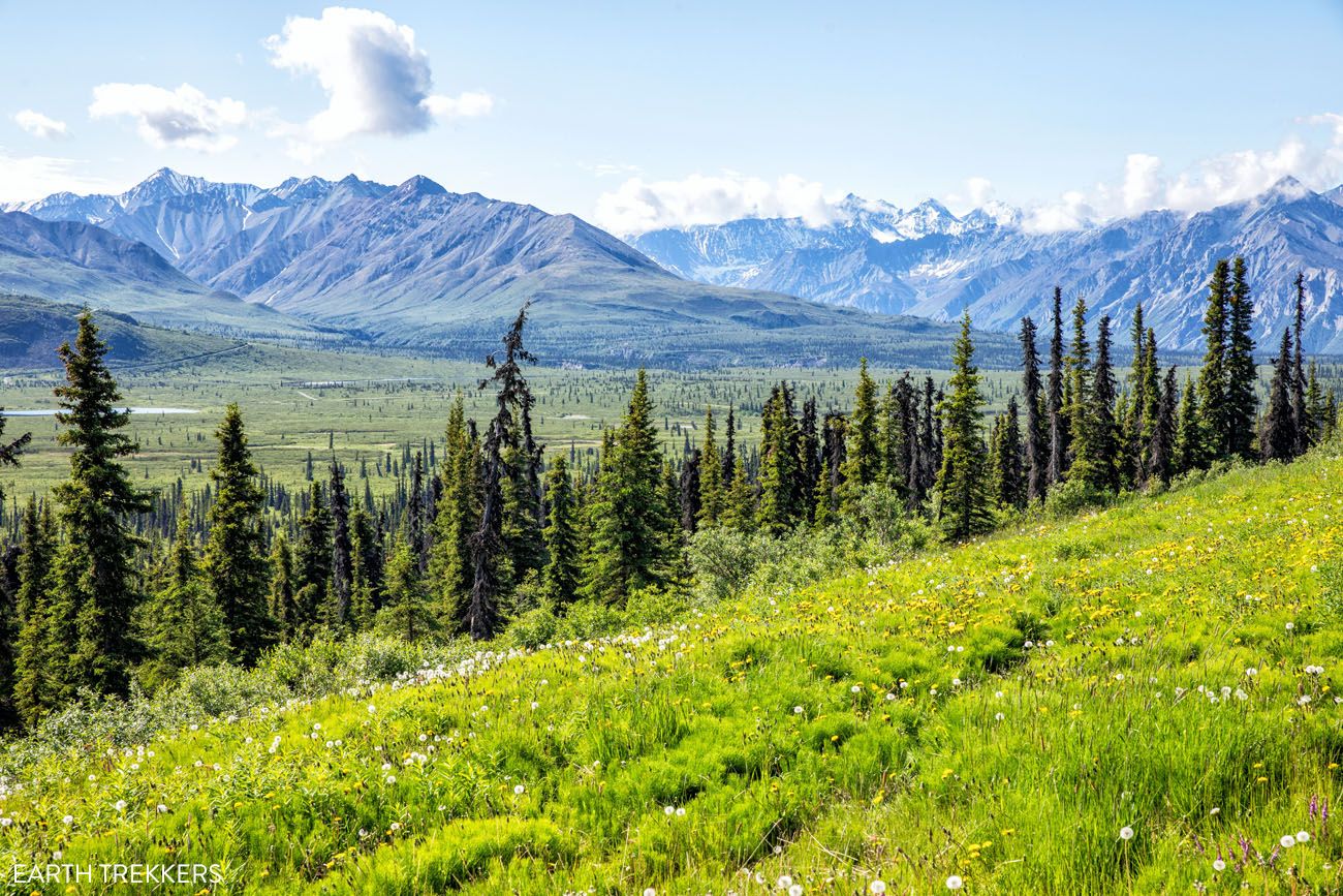 Black Spruce Trees Alaska