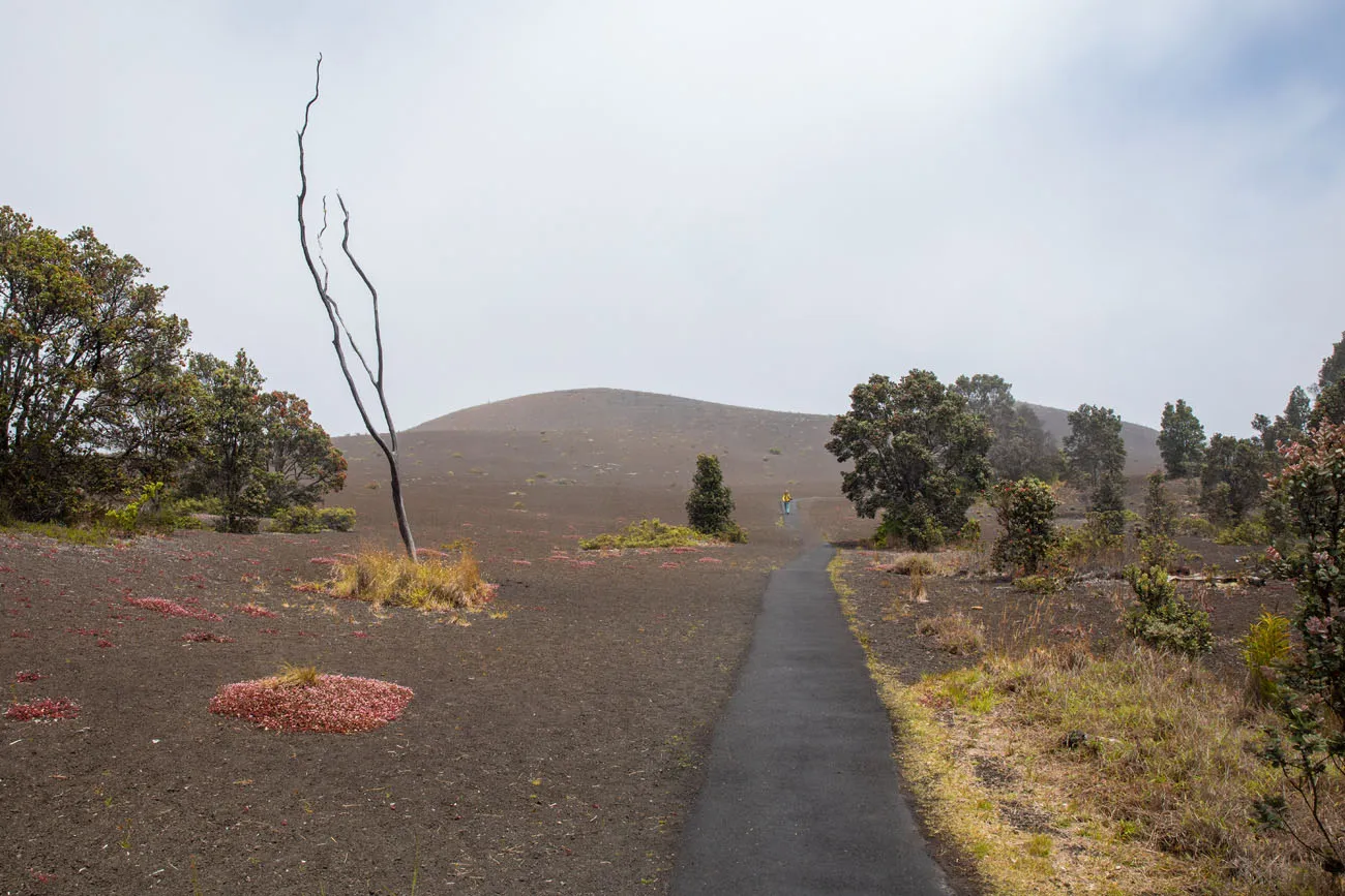 Devastation Trail