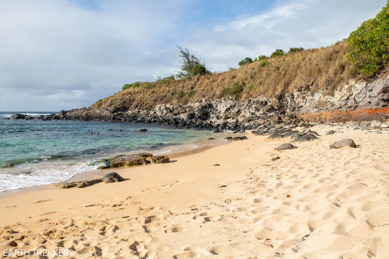 Hookipa Beach Sea Turtles