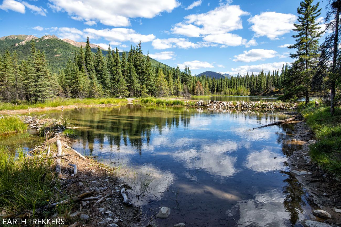 Horseshoe Lake Beaver Dam