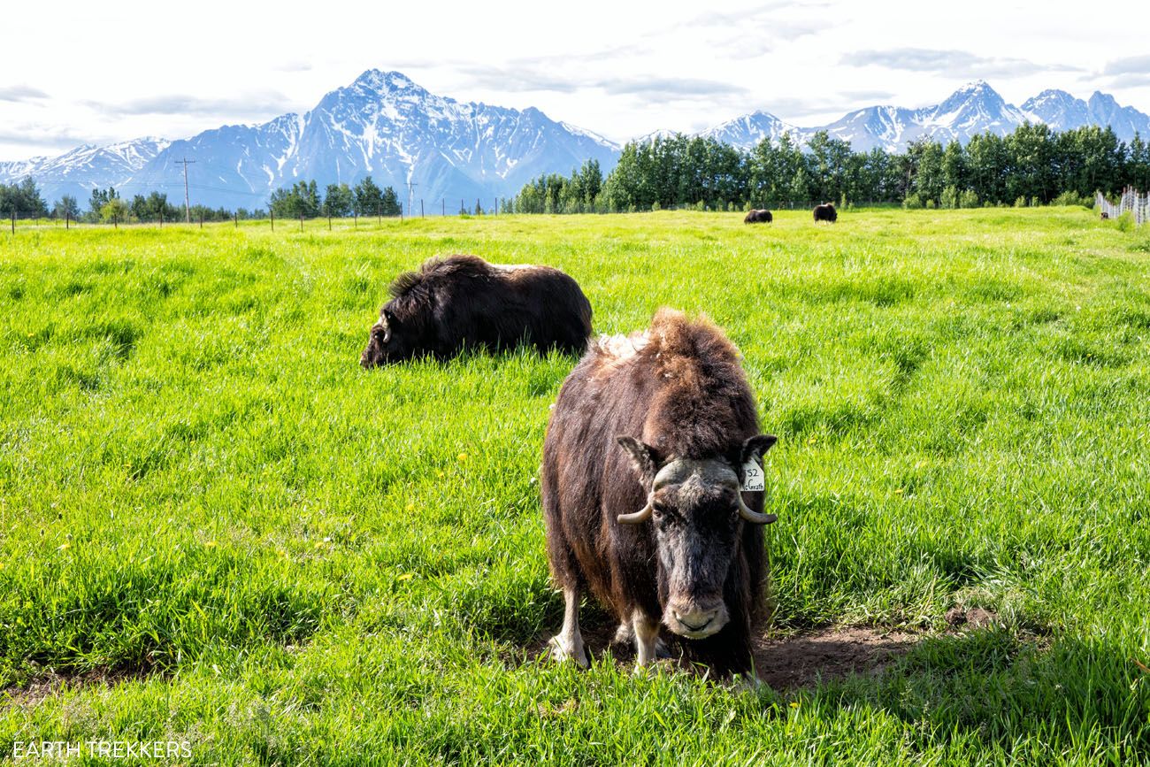 Musk Ox Farm Alaska