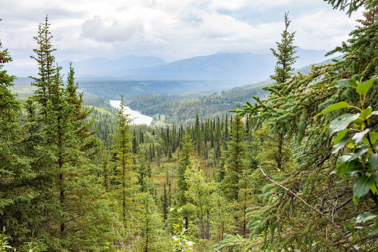 Nenana River View