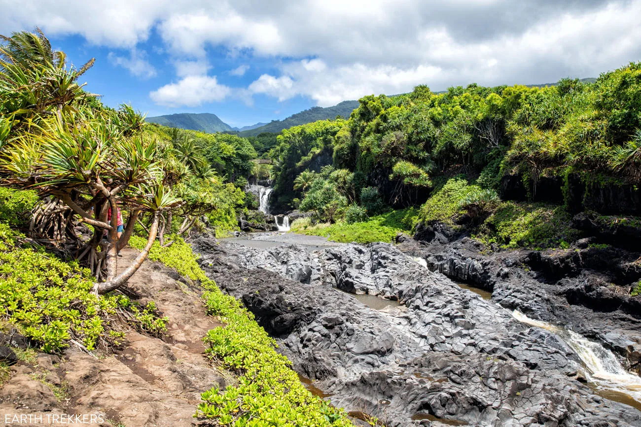 Greenery at the Ohe’o gulch in maui country, Hawaii.