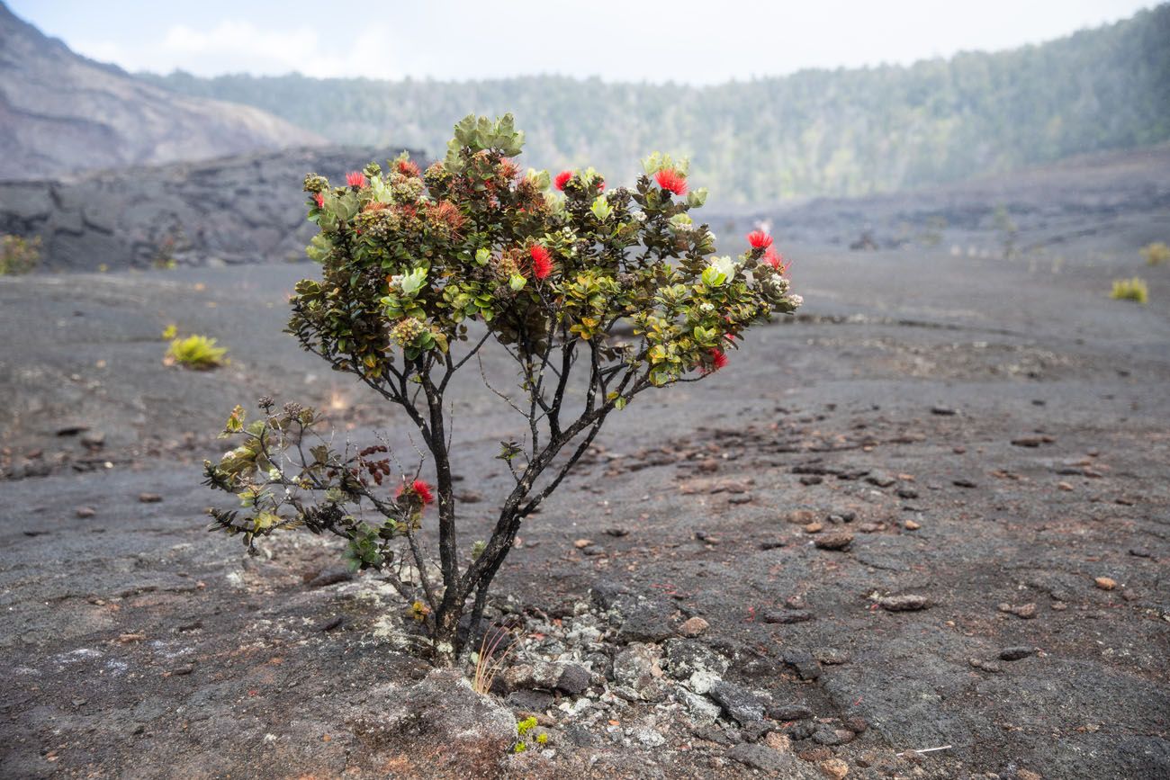 Ohia Plant