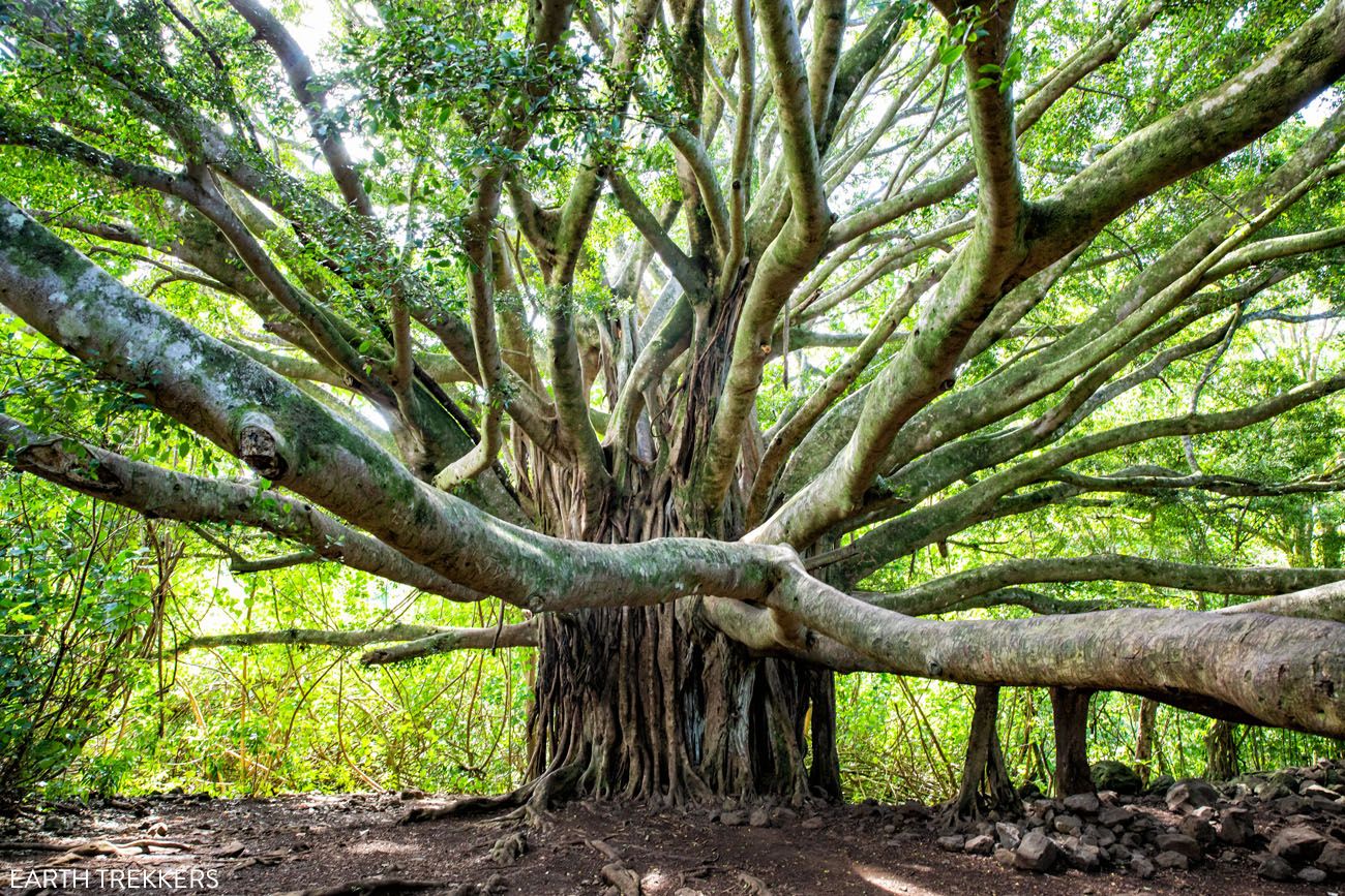 Pipiwai Trail Banyan Tree