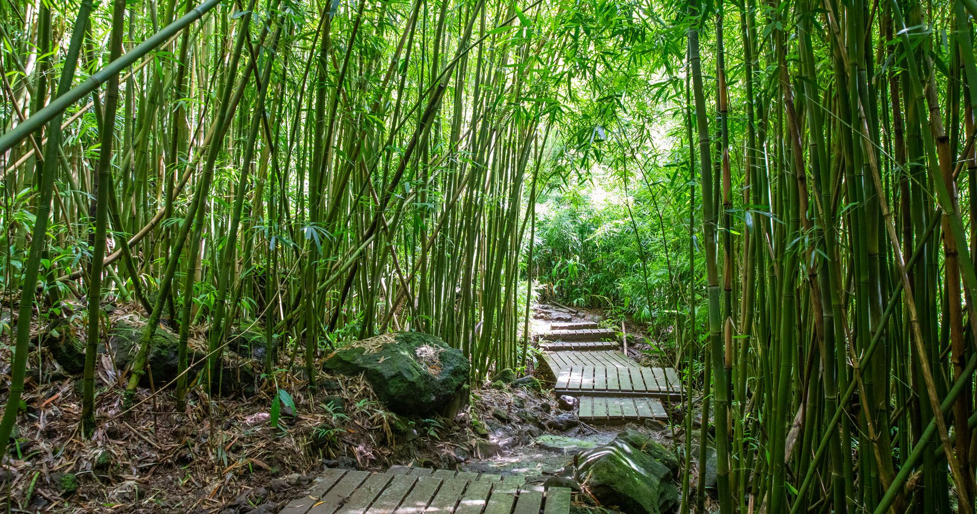 Featured image for “Pīpīwai Trail & the Bamboo Forest: The Complete Hiking Guide”