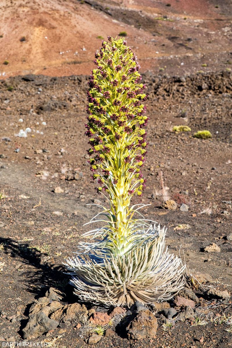 Silversword Haleakala