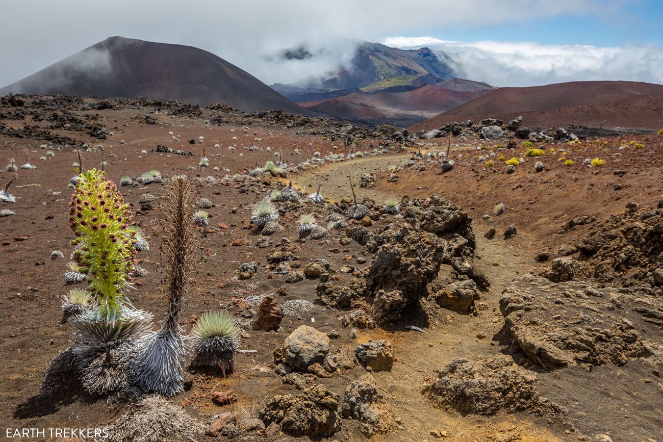 Silverswords Haleakala