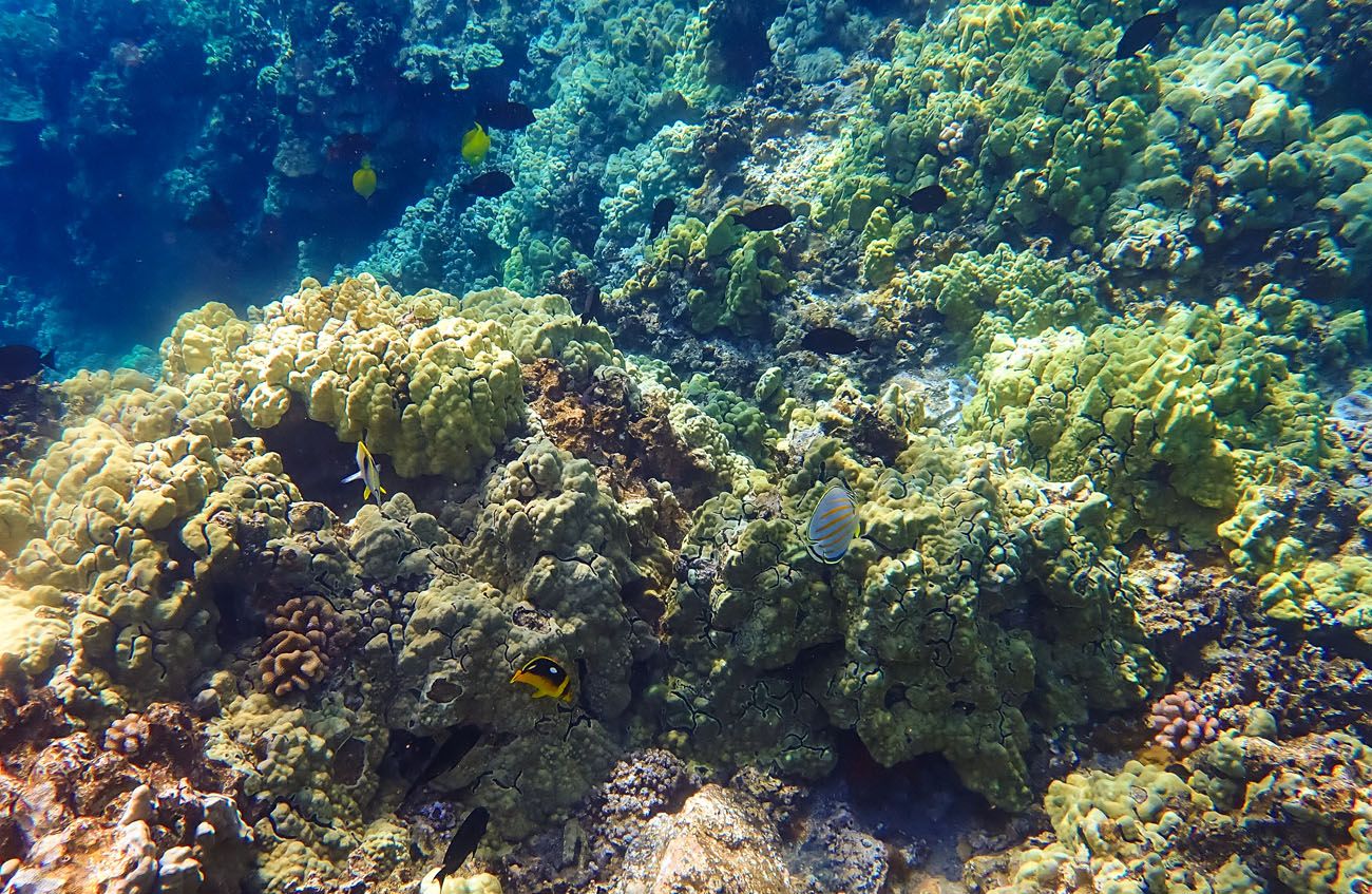 Snorkeling in Maui