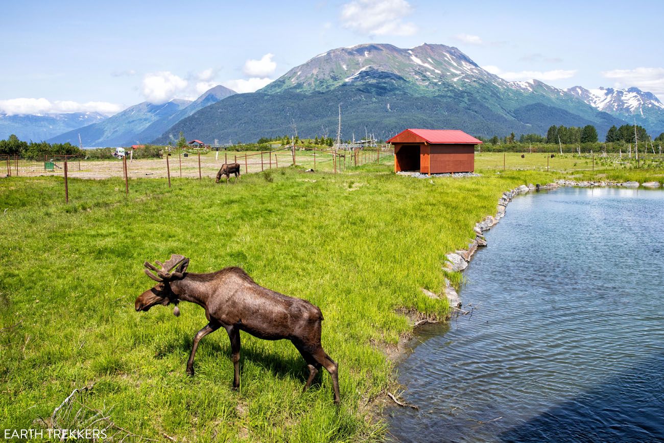 Alaska Wildlife Conservation Center