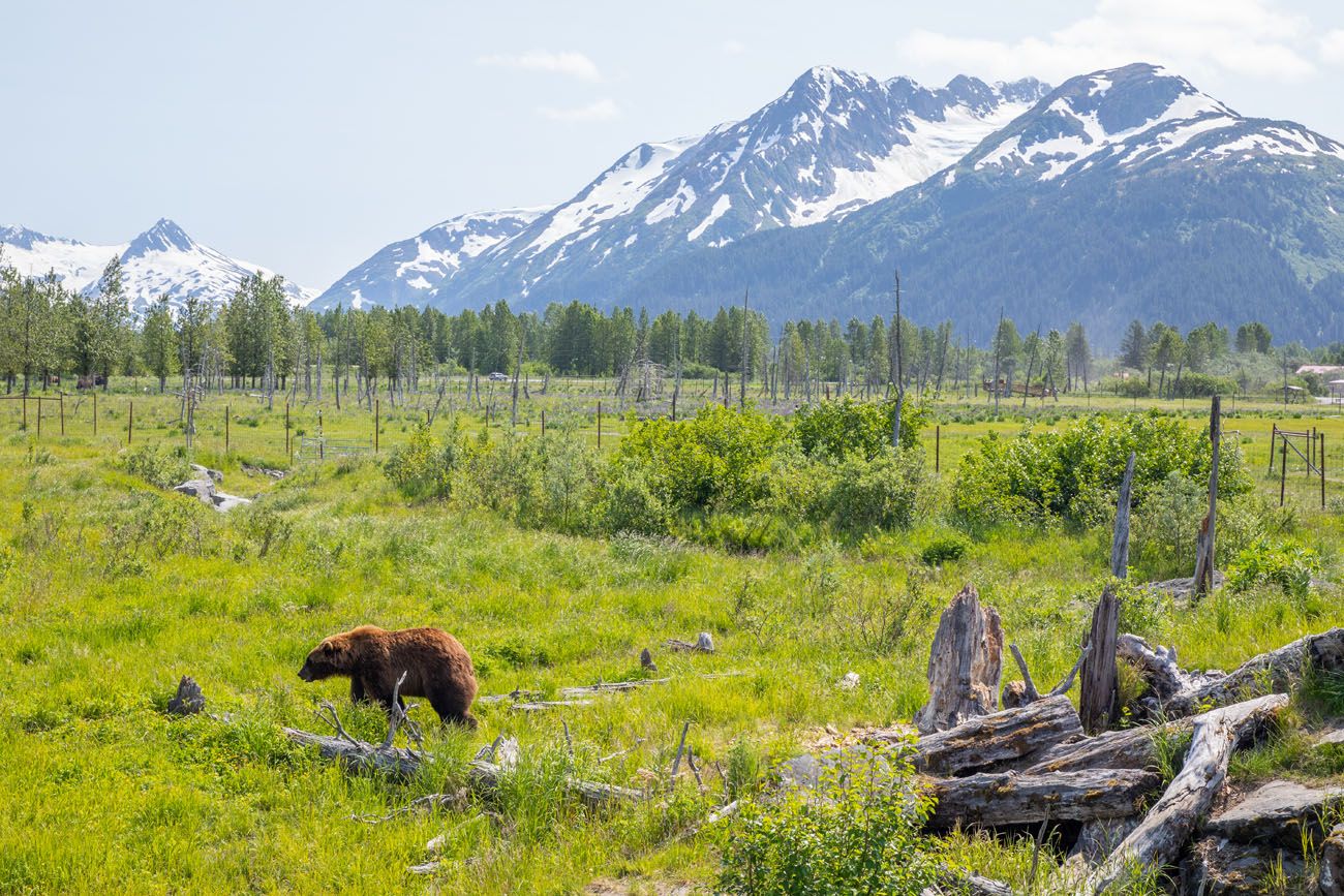 Bear AWCC Seward Highway