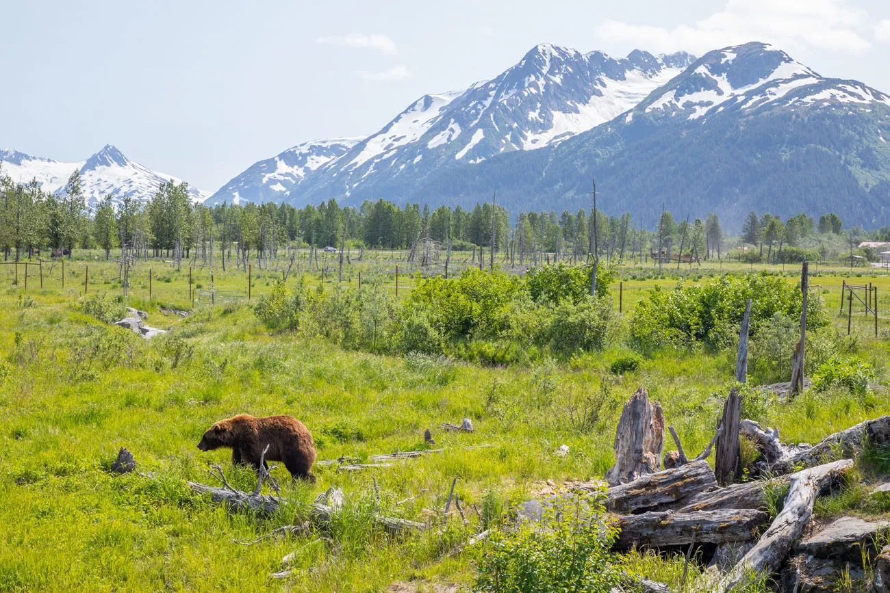 Bear AWCC Seward Highway