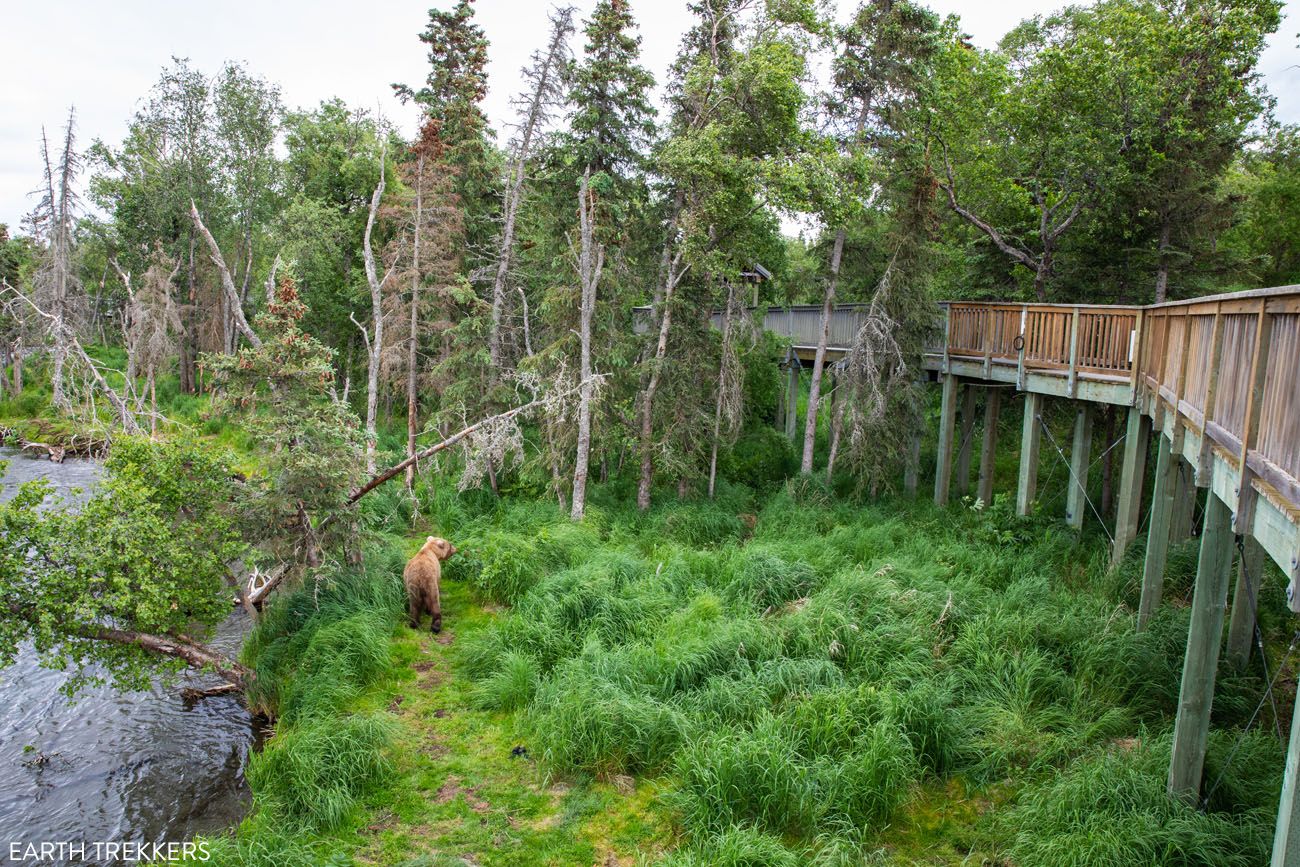 Bear By Falls Viewing Platform