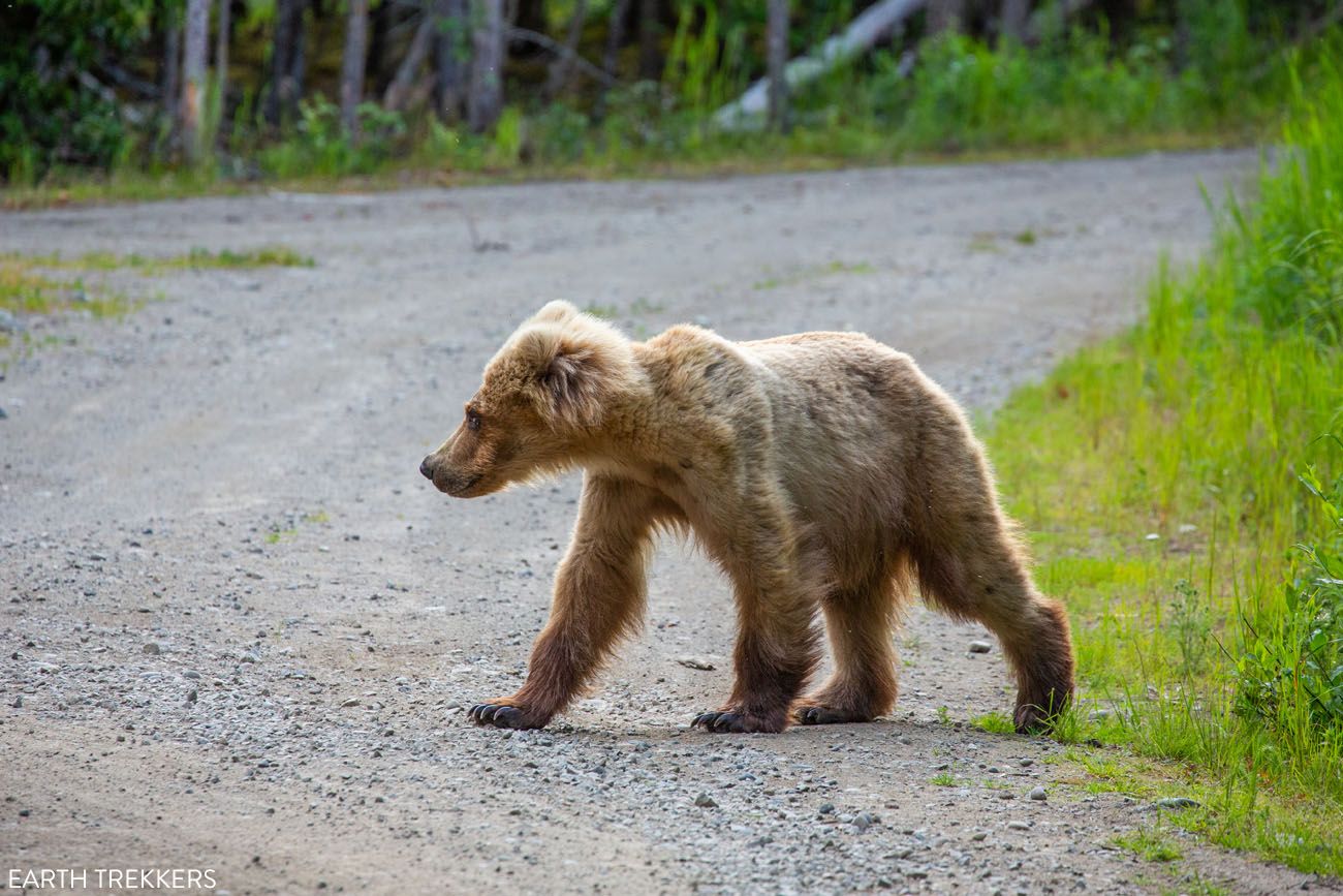 Bear on Lake Brooks Road