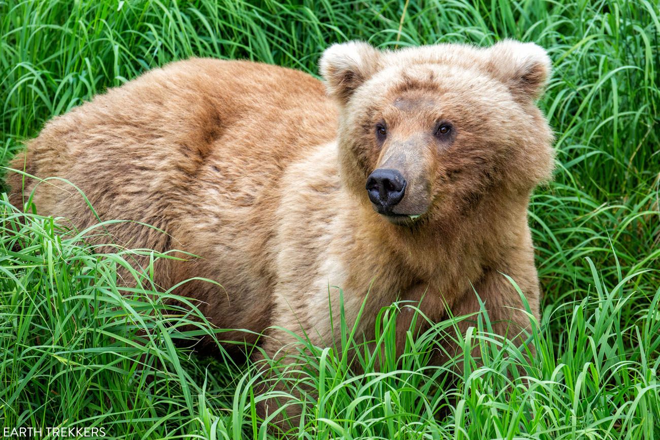 Brown Bear