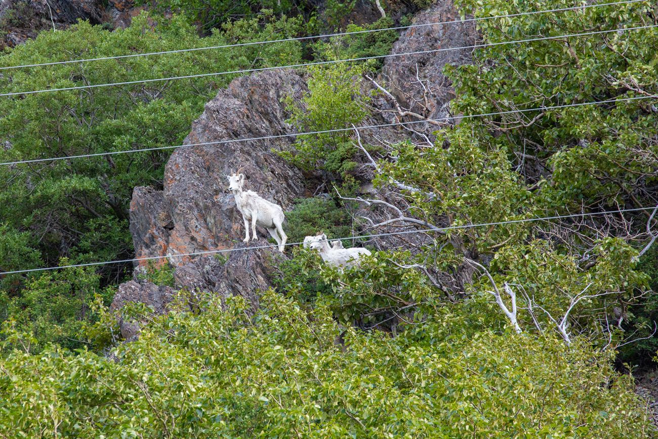 Dall Sheep Seward Highway Photo