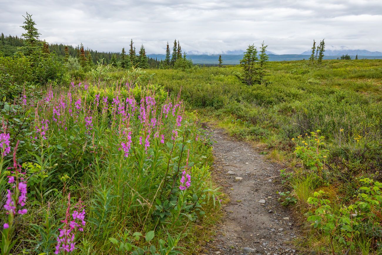 Fireweed Denali