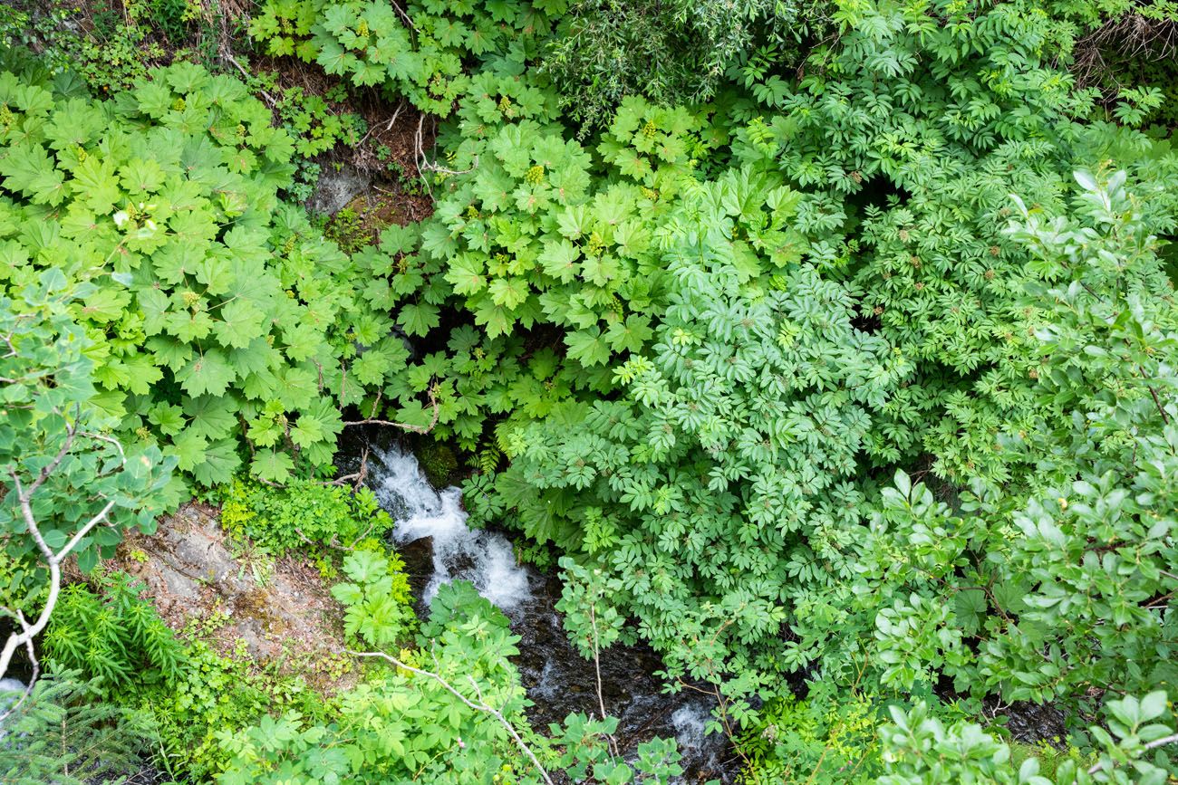 Green Trees