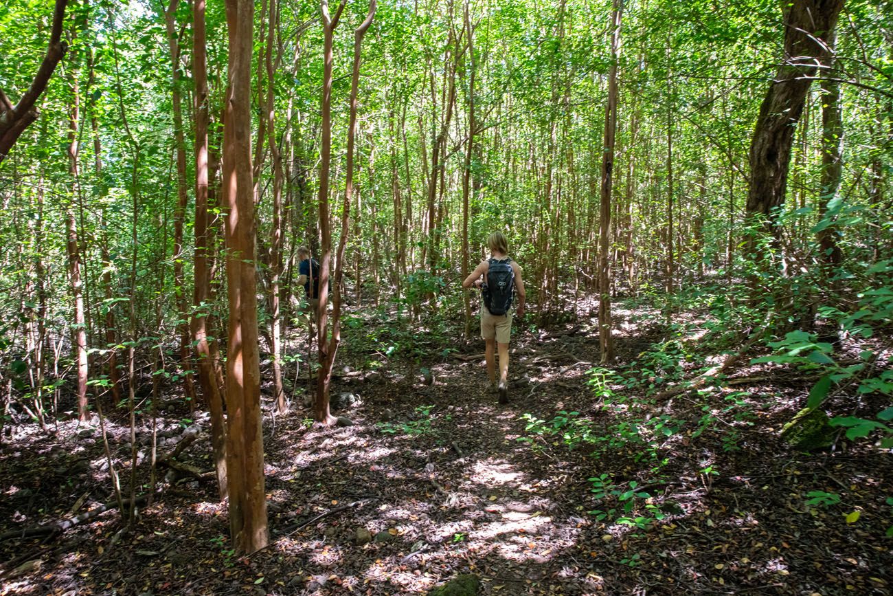 Nualolo Cliff Trail Forest