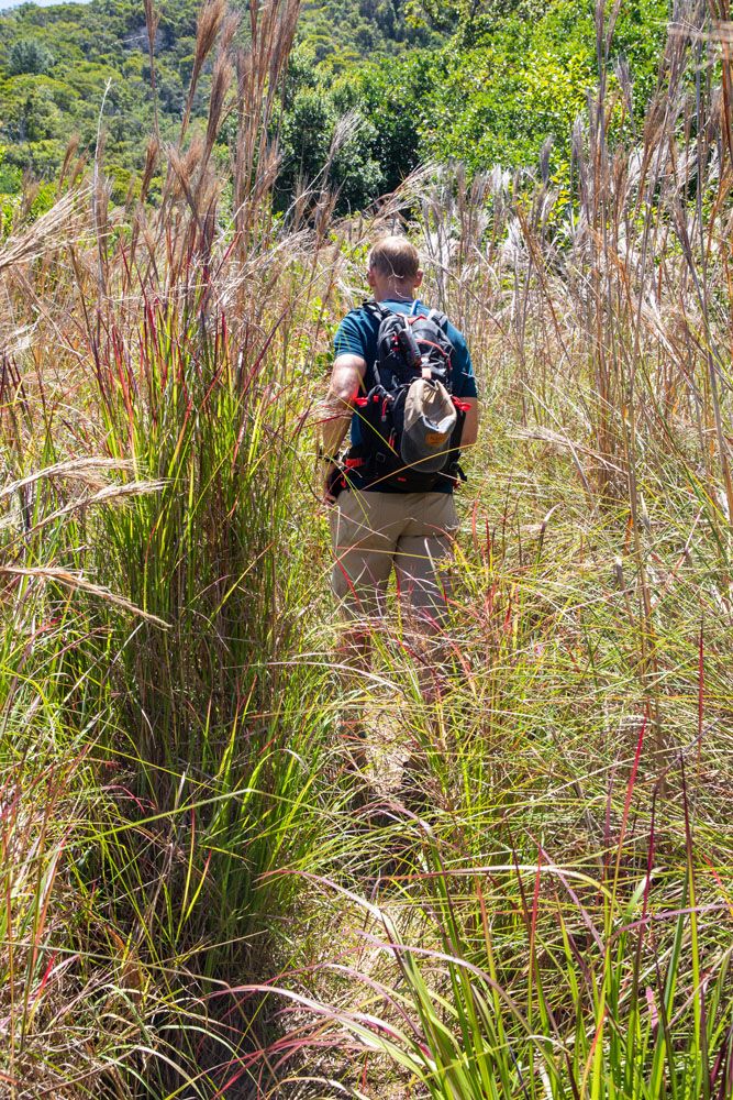 Nualolo Cliff Trail Grasses