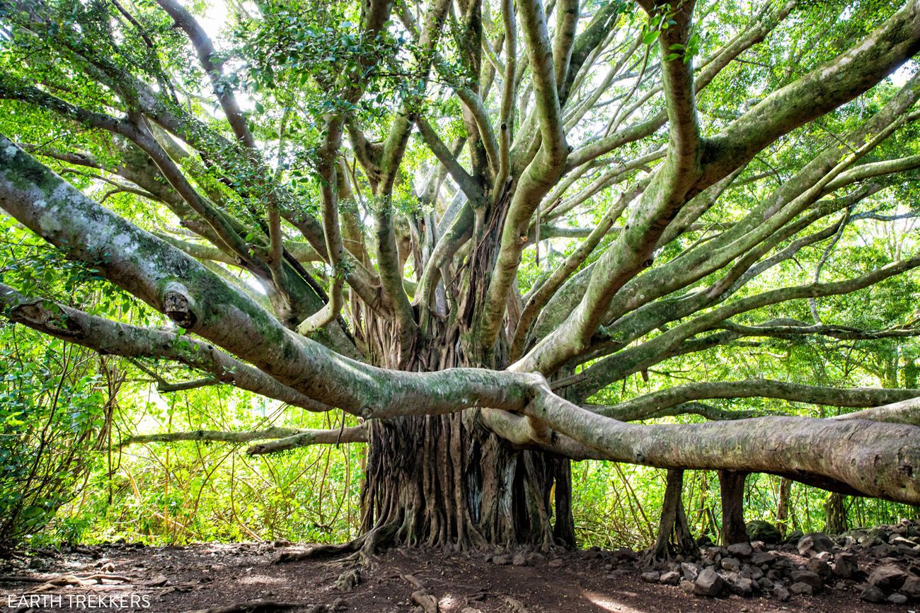 Road to Hana Banyan Tree | Maui Itinerary