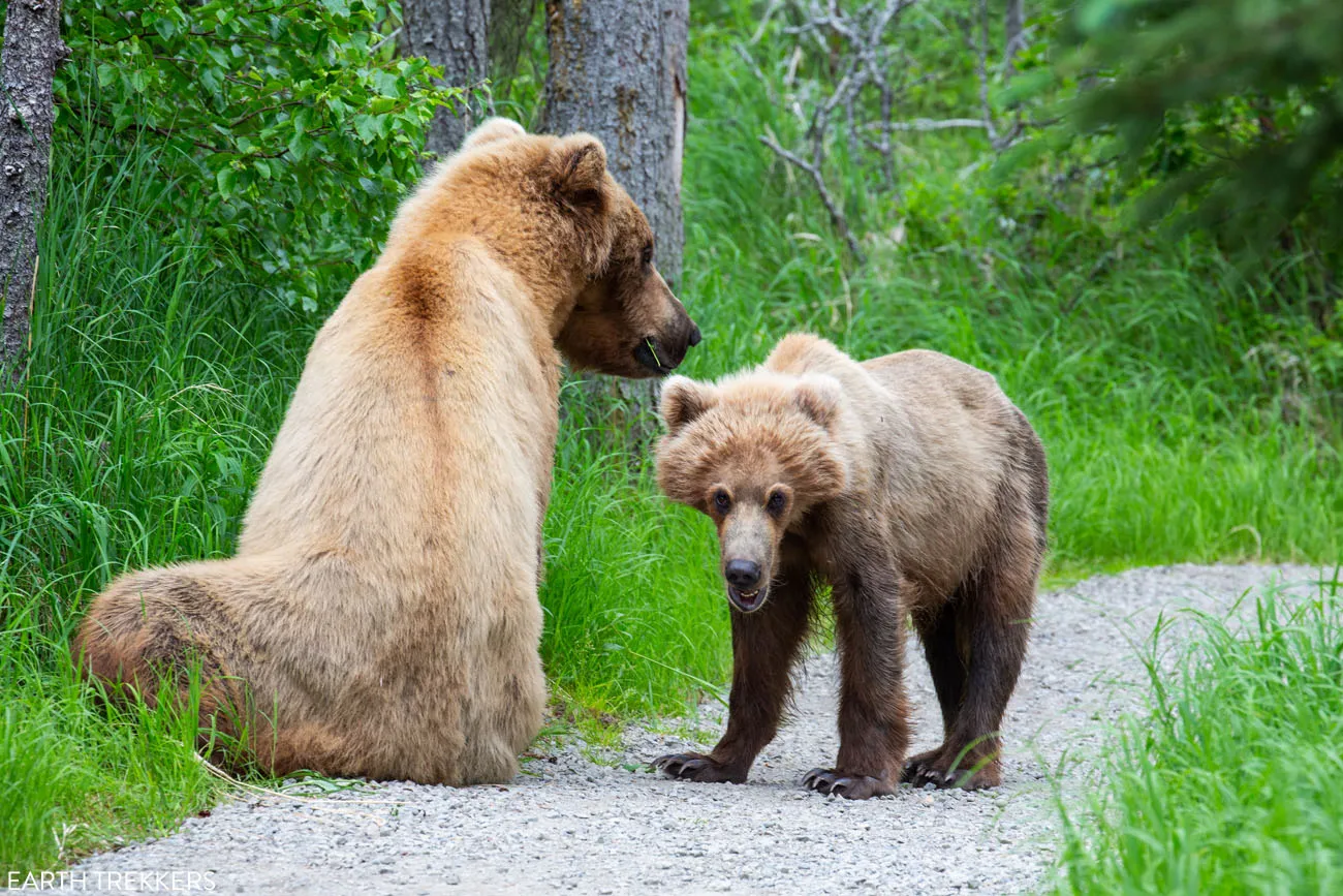 Sow and Cub Katmai