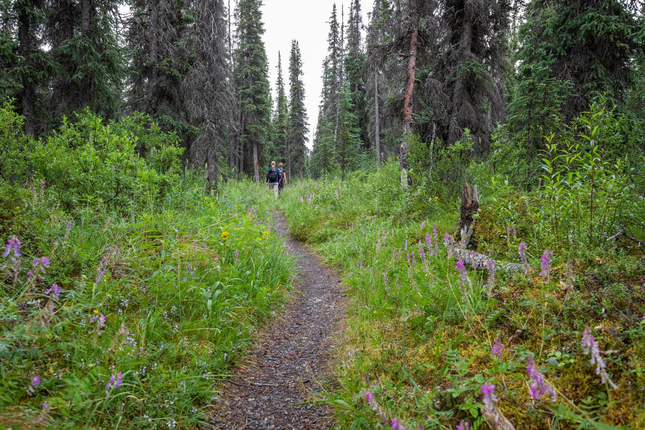Spruce Trees