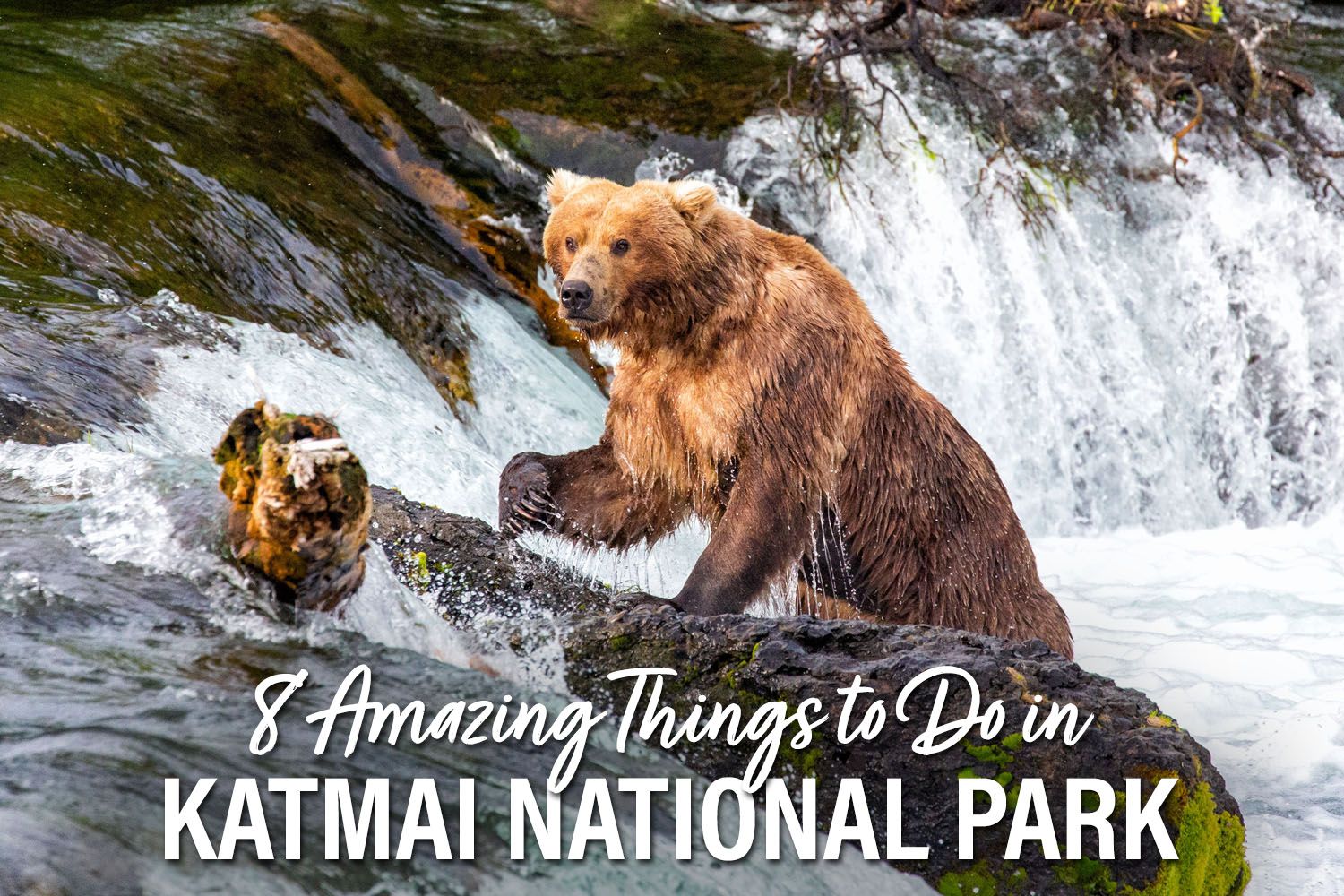 Things to do in Katmai