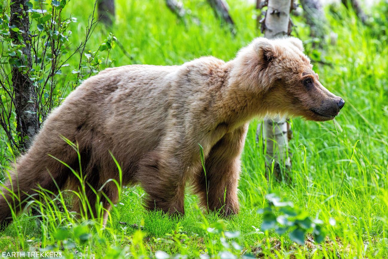Young Bear in Katmai best things to do in Katmai National Park