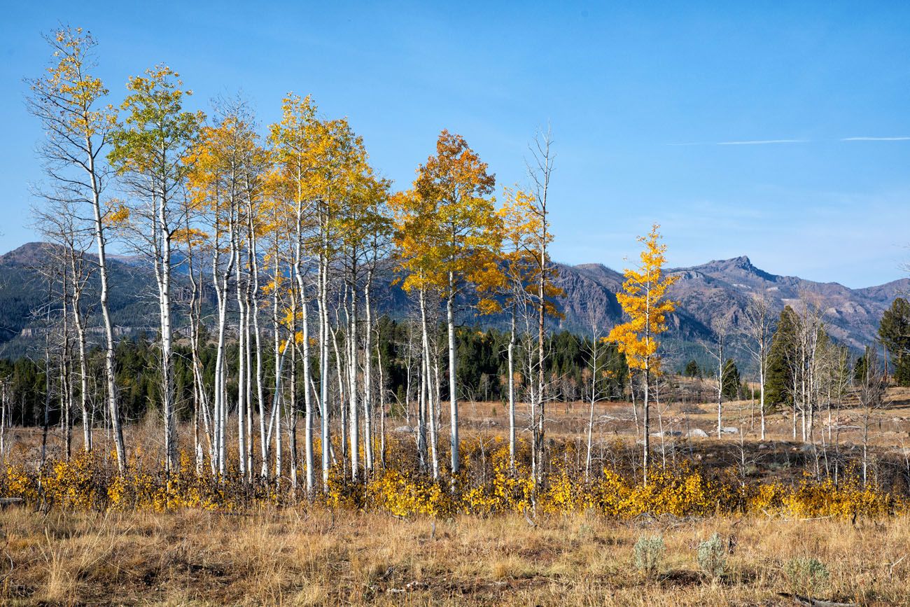 Aspen Trees