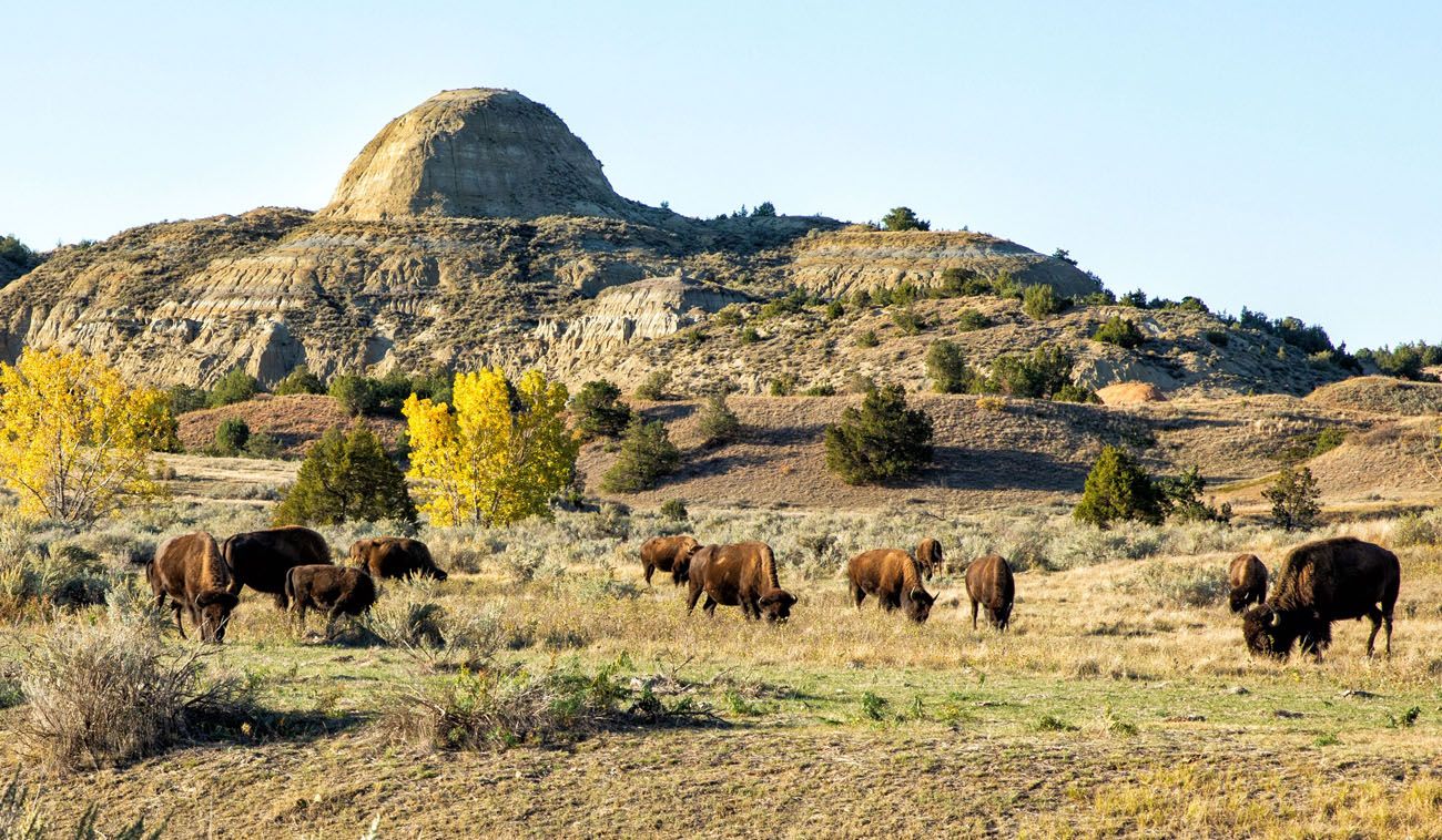 Bison Theodore Roosevelt NP