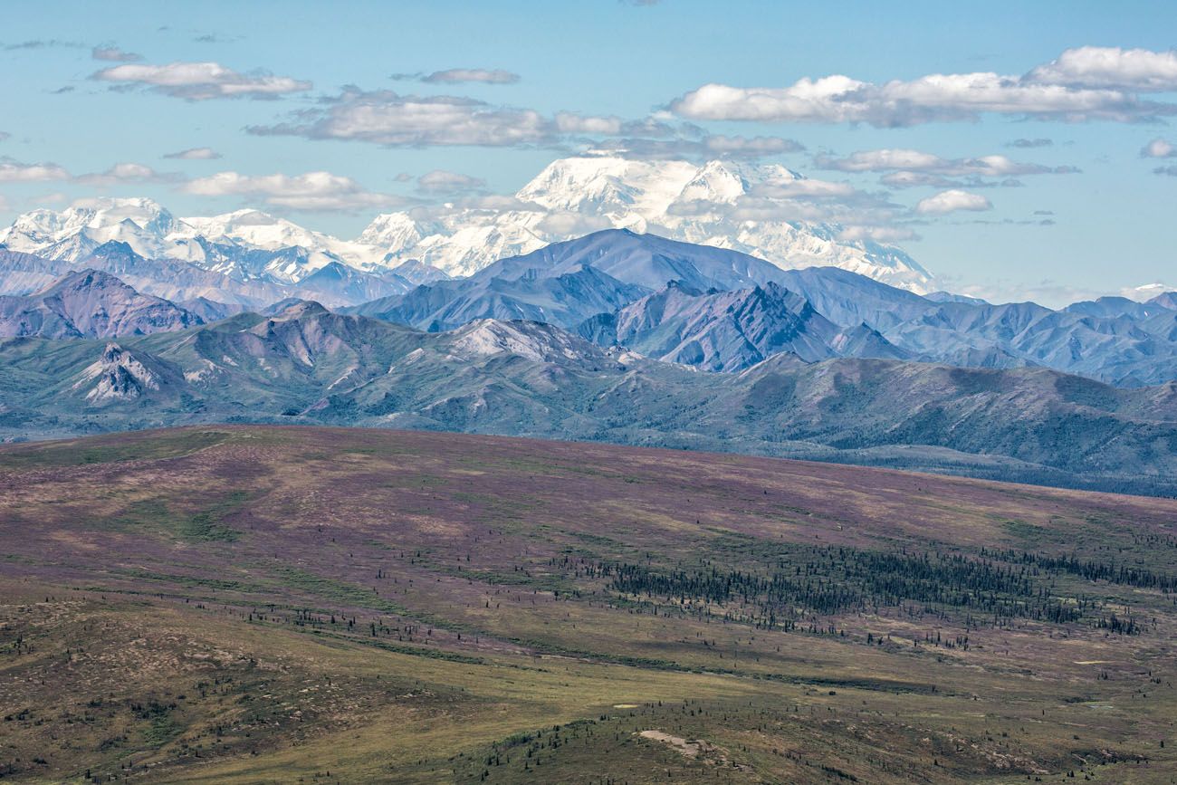 Denali from Savage Alpine Trail