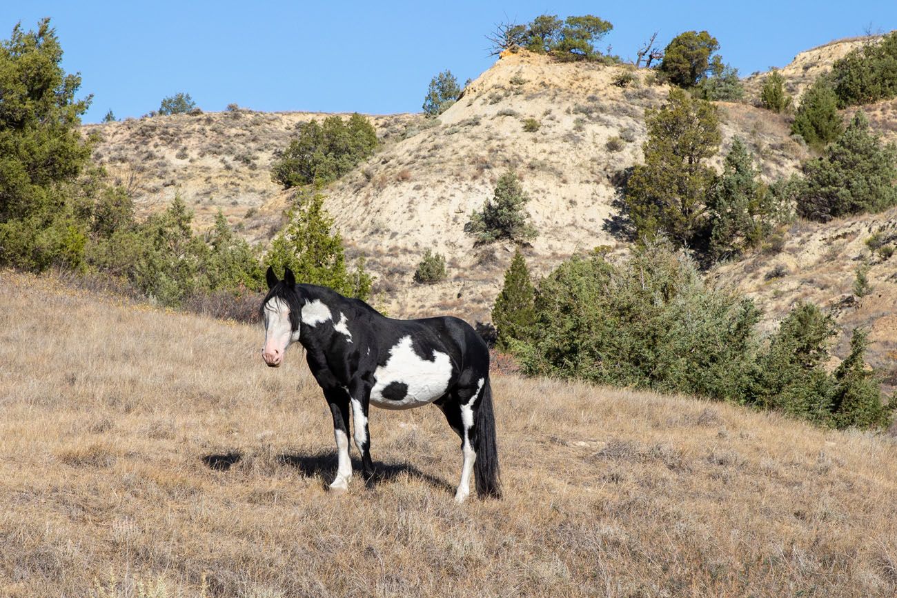 Feral Horse