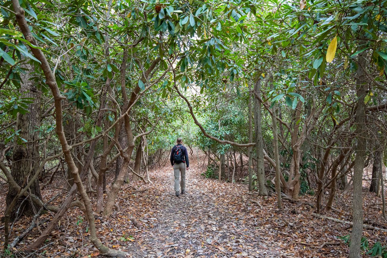 Grandview Rim Trail best hikes in New River Gorge