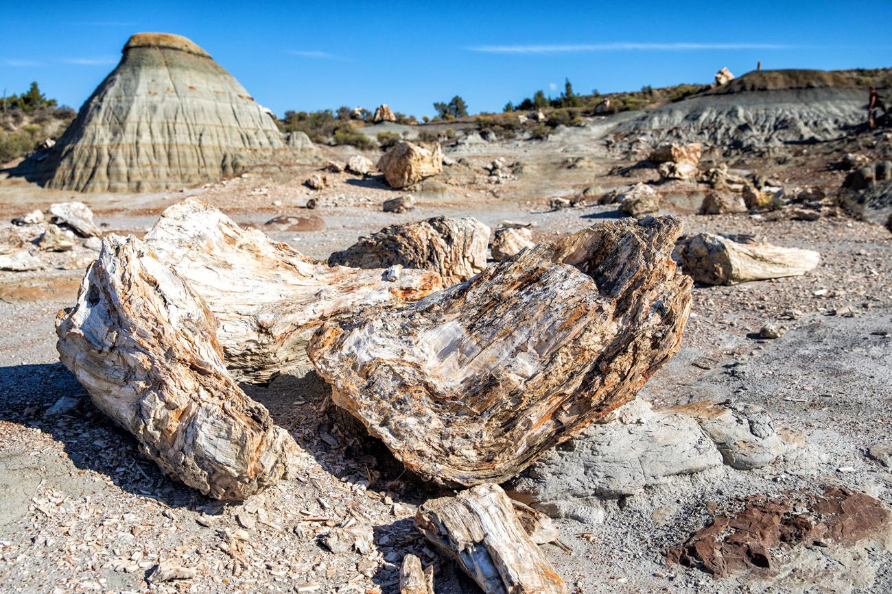 Petrified Forest North Dakota