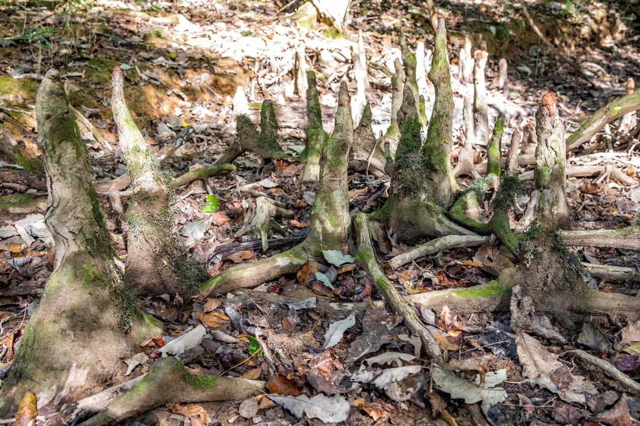 Bald Cypress Knees