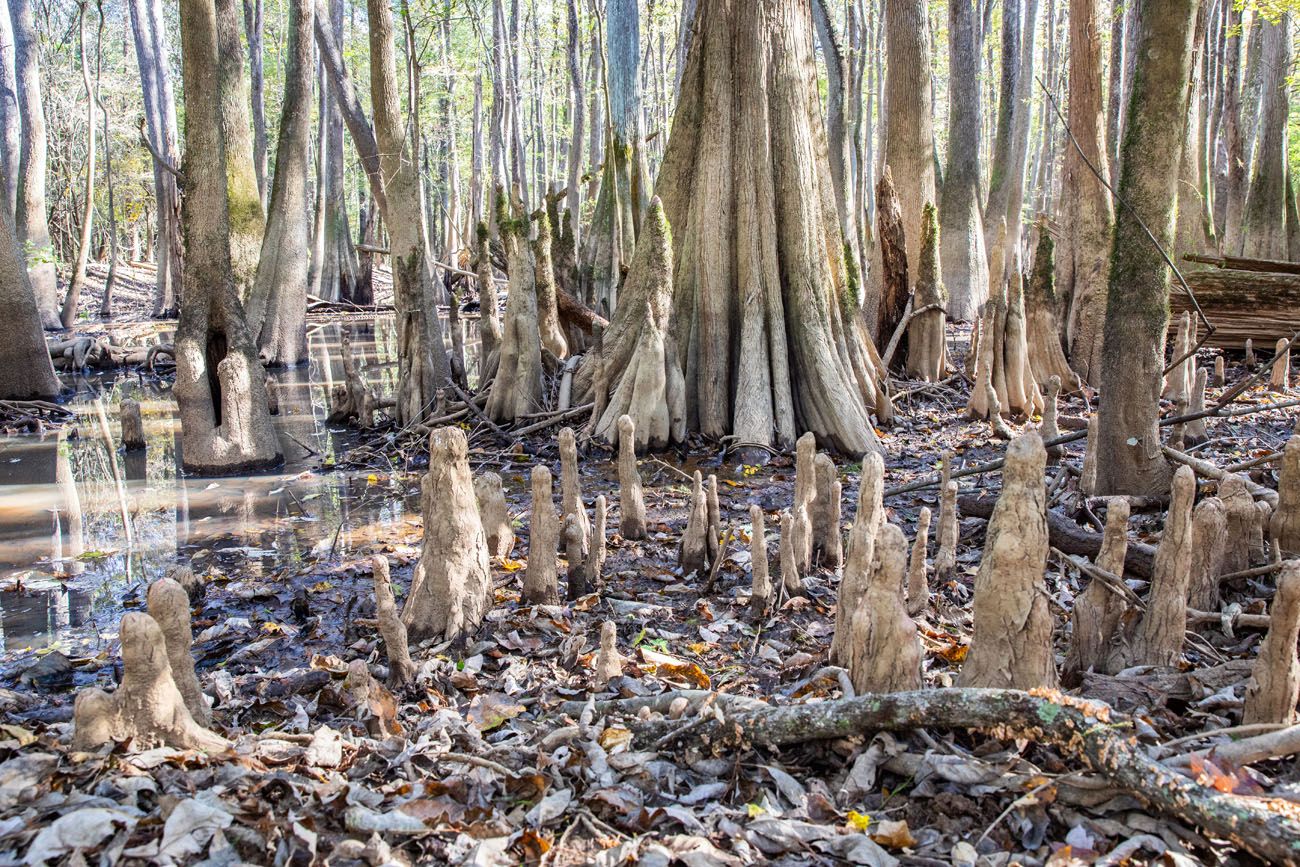 Bald Cypress Knees