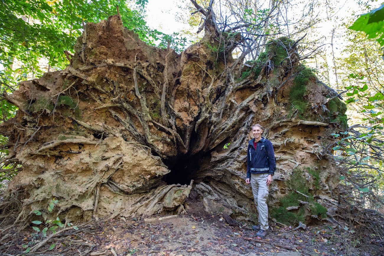 Big Tree best things to do in Congaree