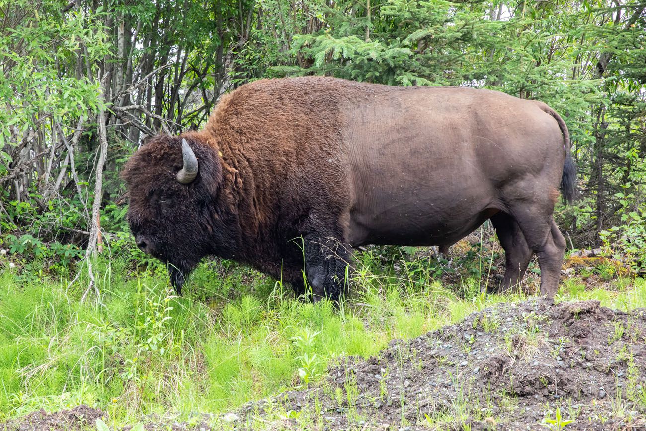 Bison in Alaska