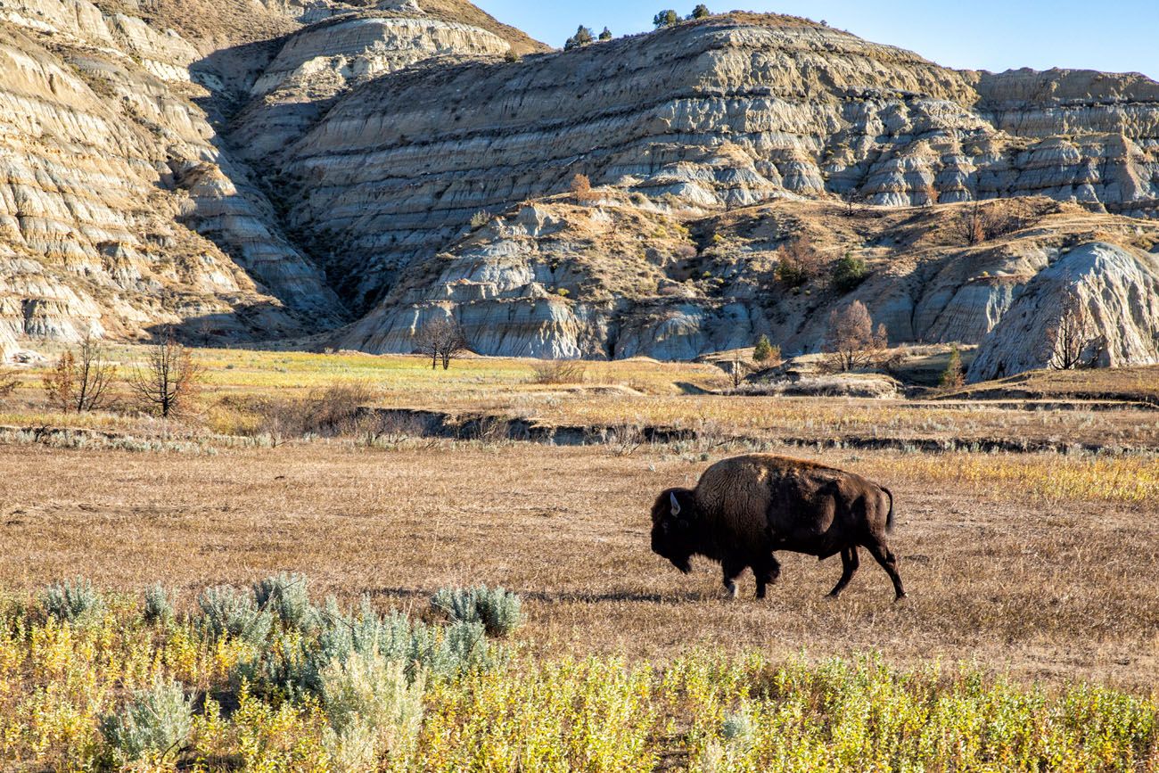 Bison in Theodore Roosevelt