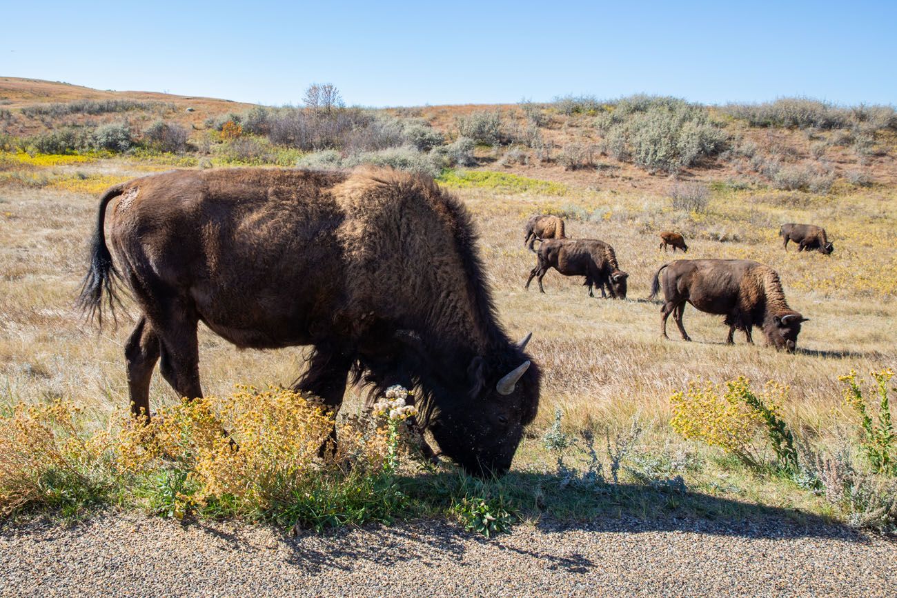 Bison