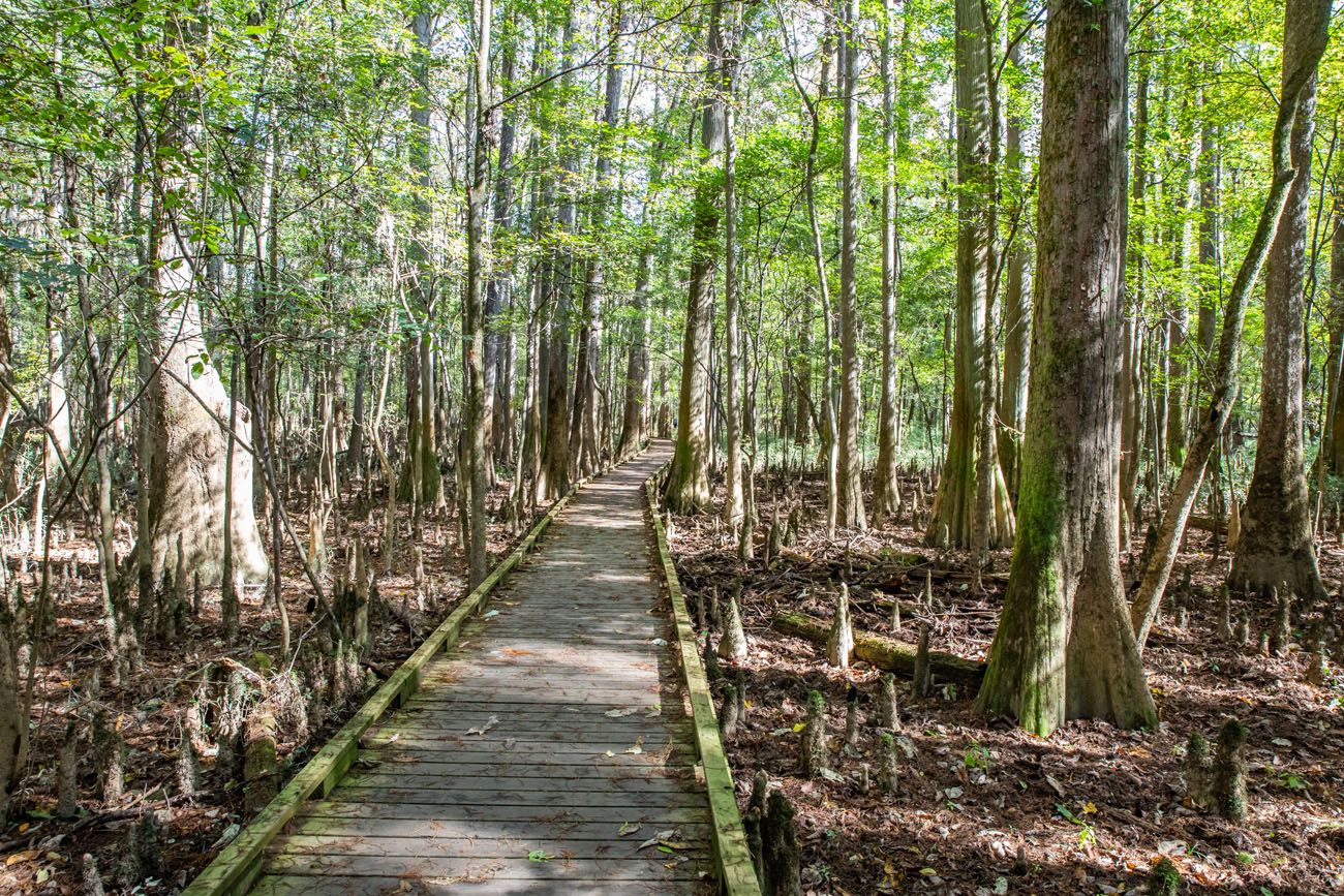 Congaree Boardwalk Trail