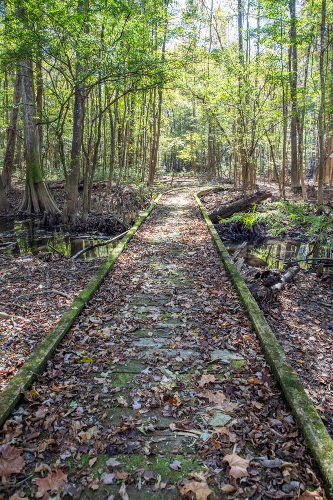 Congaree Boardwalk best things to do in Congaree