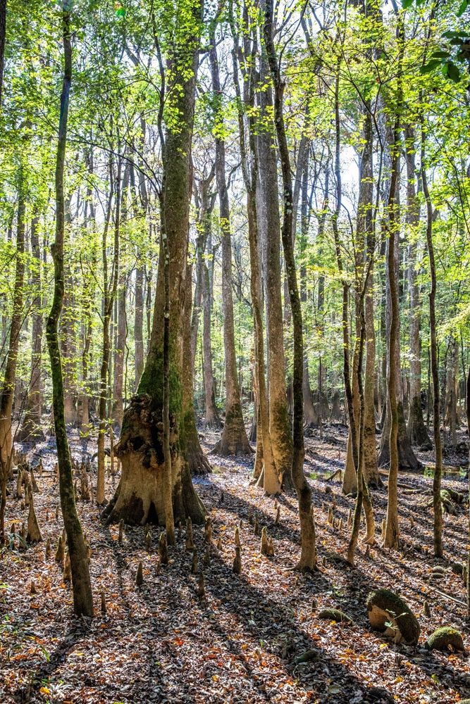 Congaree Hike