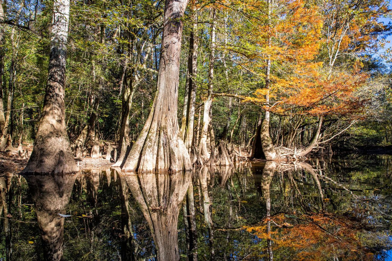 Congaree National Park November