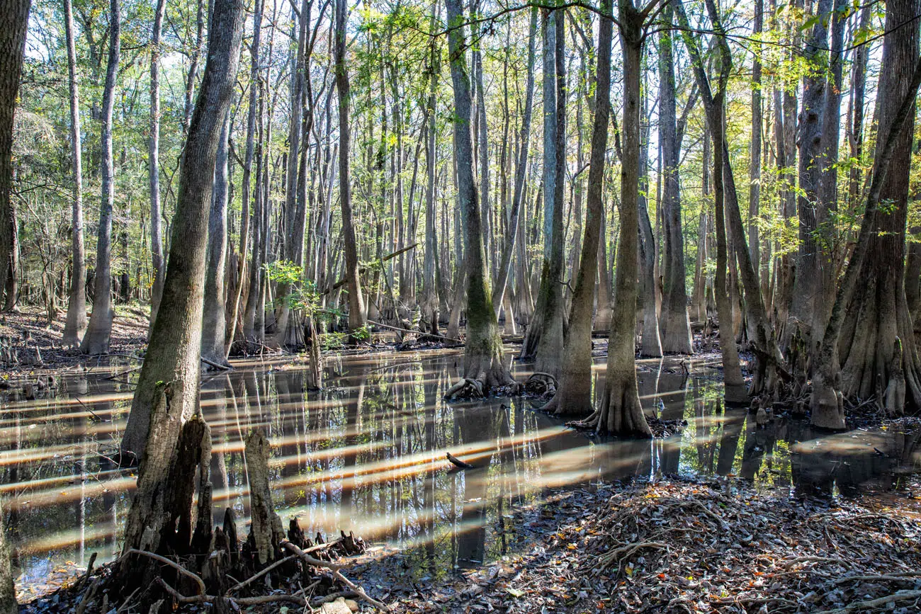 Congaree Trees