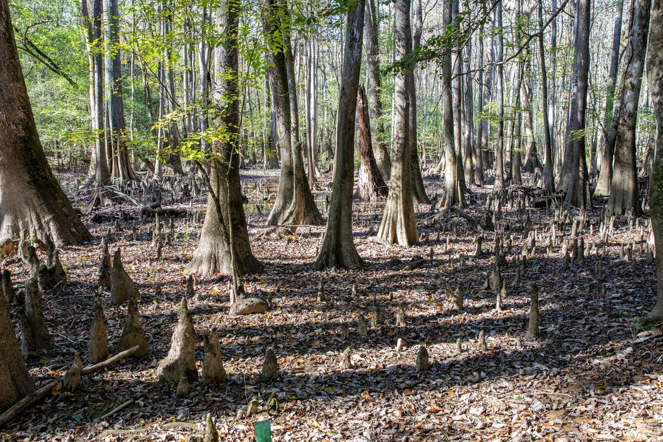 Congaree in November