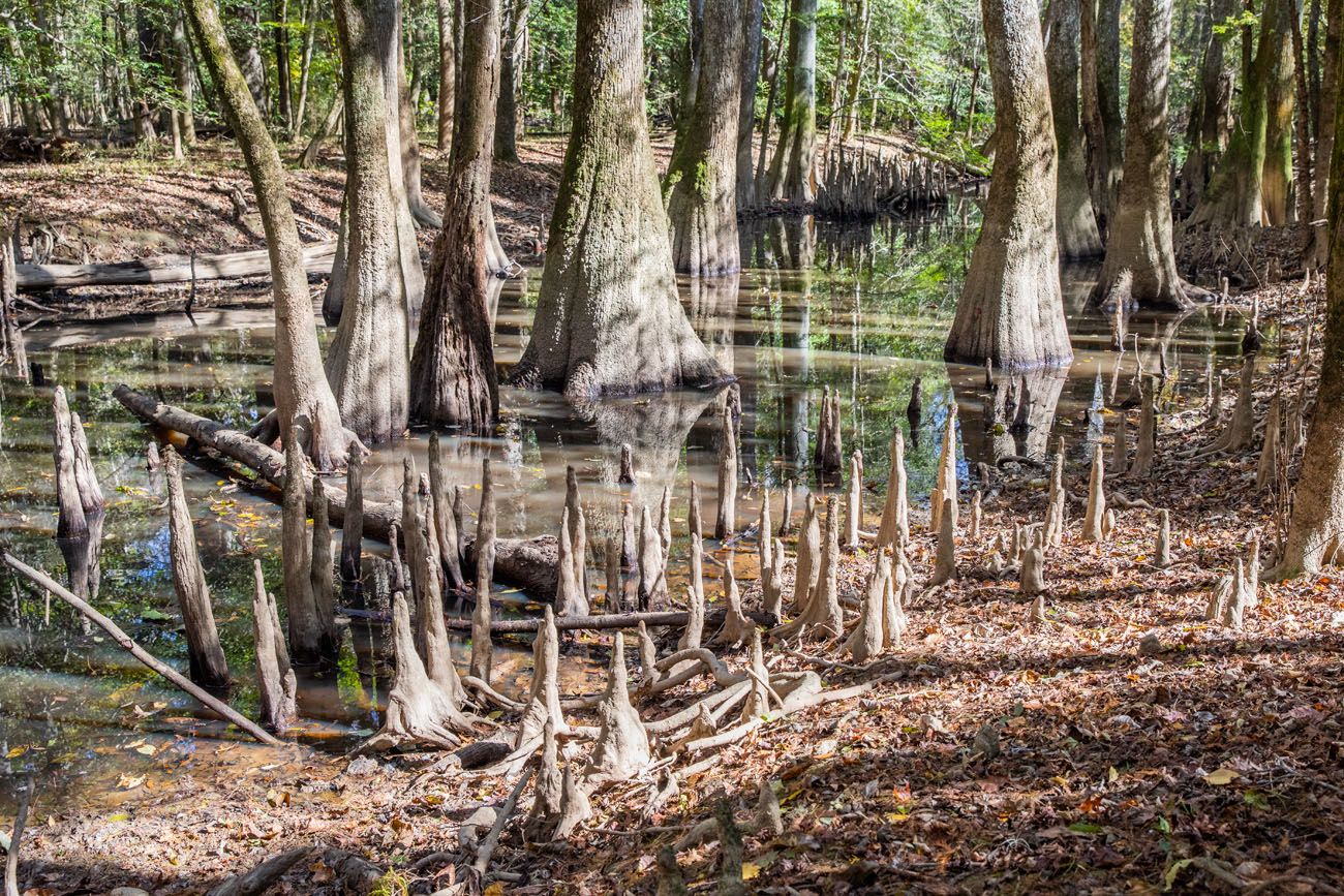 Cypress Trees Congaree