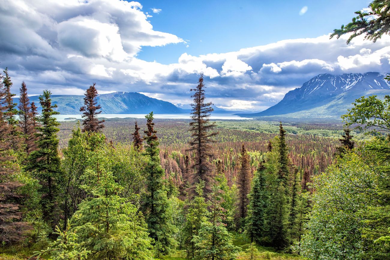 Katmai National Park View