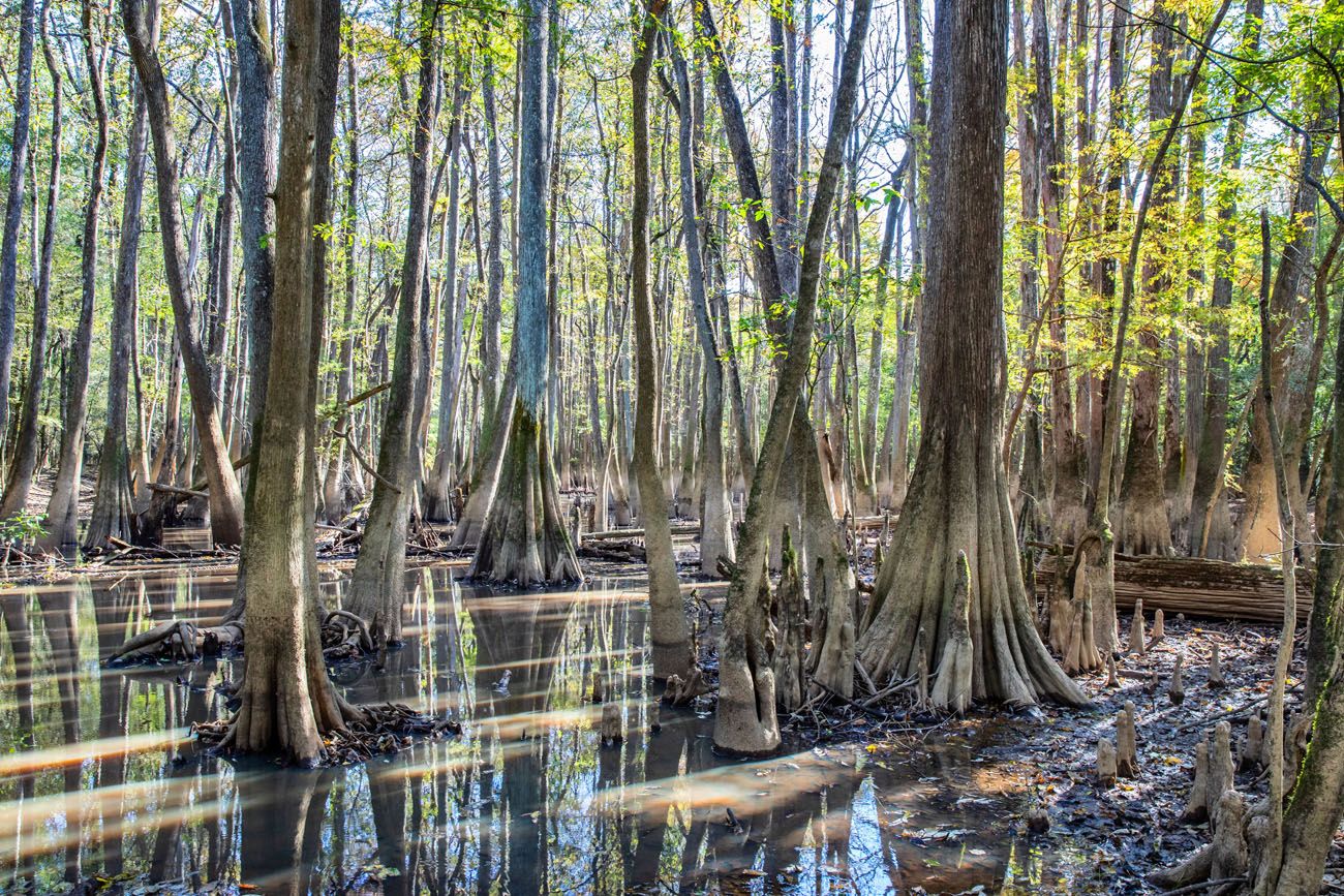 One Day in Congaree Photo